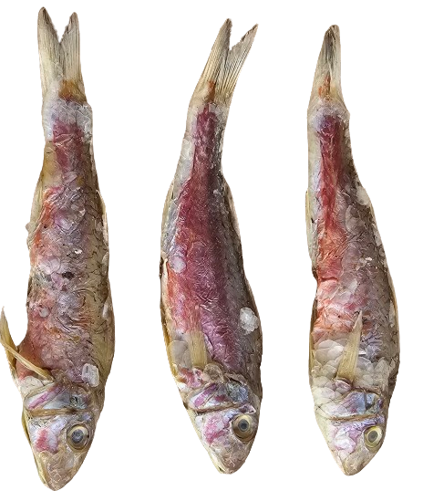 DRYFISH